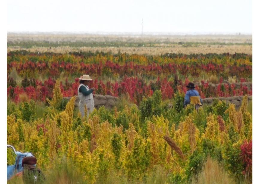 Quinoa in de Andes